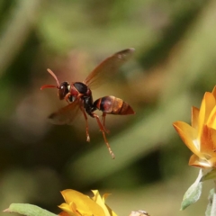 Polistes (Polistella) humilis (Common Paper Wasp) at ANBG - 14 Feb 2019 by DPRees125