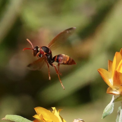 Polistes (Polistella) humilis (Common Paper Wasp) at Acton, ACT - 14 Feb 2019 by DPRees125