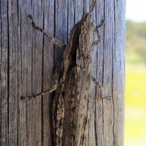 Coryphistes ruricola at Mount Clear, ACT - 18 Feb 2019 02:33 PM