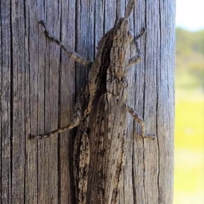 Coryphistes ruricola (Bark-mimicking Grasshopper) at Namadgi National Park - 18 Feb 2019 by davobj