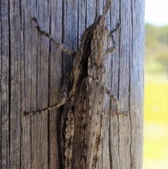 Coryphistes ruricola (Bark-mimicking Grasshopper) at Mount Clear, ACT - 18 Feb 2019 by davobj