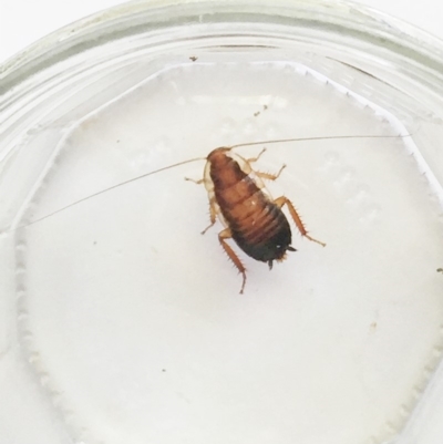 Drymaplaneta communis (Eastern Wood Runner, Common Shining Cockroach) at Hughes Garran Woodland - 17 Feb 2019 by ruthkerruish