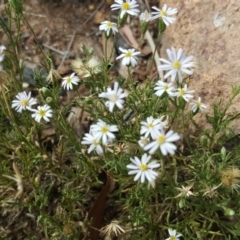 Vittadinia muelleri (Narrow-leafed New Holland Daisy) at Isaacs Ridge and Nearby - 18 Feb 2019 by Mike