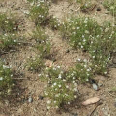 Vittadinia muelleri at Isaacs, ACT - 18 Feb 2019 11:22 AM