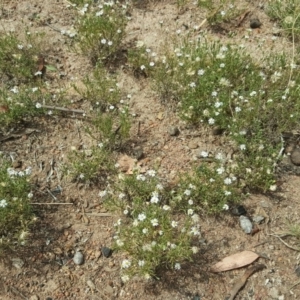 Vittadinia muelleri at Isaacs, ACT - 18 Feb 2019