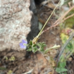 Erodium crinitum (Native Crowfoot) at Isaacs Ridge and Nearby - 18 Feb 2019 by Mike