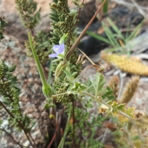 Erodium crinitum at Isaacs, ACT - 18 Feb 2019