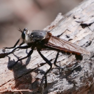 Blepharotes sp. (genus) at Amaroo, ACT - 9 Feb 2019