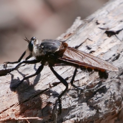 Blepharotes sp. (genus) (A robber fly) at Mulligans Flat - 9 Feb 2019 by DPRees125