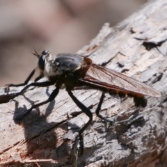 Blepharotes sp. (genus) (A robber fly) at Mulligans Flat - 9 Feb 2019 by DPRees125