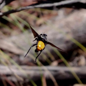 Blepharotes sp. (genus) at Amaroo, ACT - 9 Feb 2019