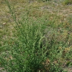 Chenopodium album (Fat Hen) at Isaacs Ridge - 20 Feb 2019 by Mike