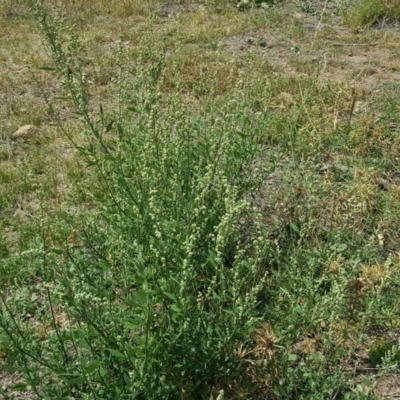 Chenopodium album (Fat Hen) at Jerrabomberra, ACT - 20 Feb 2019 by Mike