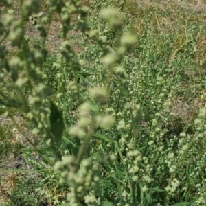 Chenopodium album at Isaacs Ridge - 20 Feb 2019 01:09 PM