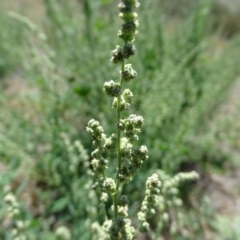 Chenopodium album at Isaacs Ridge - 20 Feb 2019 01:09 PM