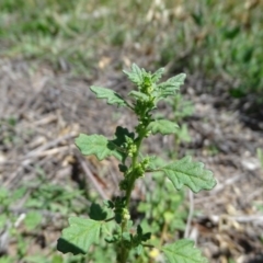 Dysphania pumilio at Jerrabomberra, ACT - 20 Feb 2019 01:10 PM