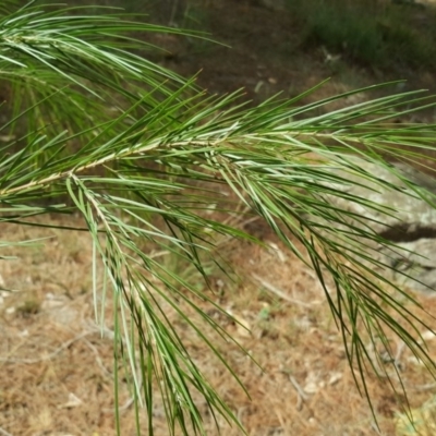 Acacia sp. (A Wattle) at Isaacs, ACT - 18 Feb 2019 by Mike