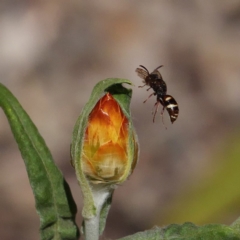 Bembecinus sp. (genus) (A sand wasp) at ANBG - 14 Feb 2019 by DPRees125