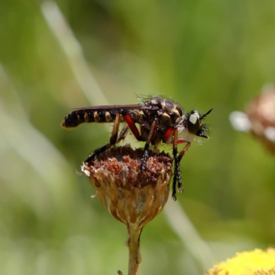 Thereutria amaraca (Spine-legged Robber Fly) at ANBG - 13 Feb 2019 by DPRees125