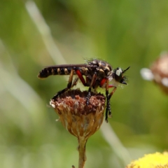 Thereutria amaraca (Spine-legged Robber Fly) at Acton, ACT - 13 Feb 2019 by DPRees125