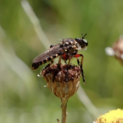 Thereutria amaraca at Acton, ACT - 13 Feb 2019 02:18 PM