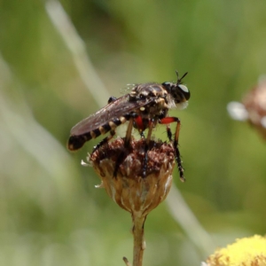 Thereutria amaraca at Acton, ACT - 13 Feb 2019 02:18 PM