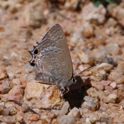 Jalmenus icilius (Amethyst Hairstreak) at Amaroo, ACT - 9 Feb 2019 by DPRees125