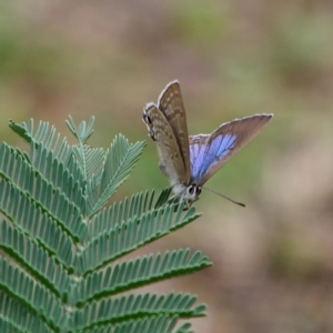 Jalmenus icilius at Forde, ACT - 5 Feb 2019 04:55 PM