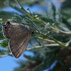 Jalmenus icilius at Forde, ACT - 5 Feb 2019 04:55 PM