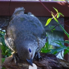 Ptilonorhynchus violaceus (Satin Bowerbird) at Greenleigh, NSW - 4 Feb 2019 by LyndalT