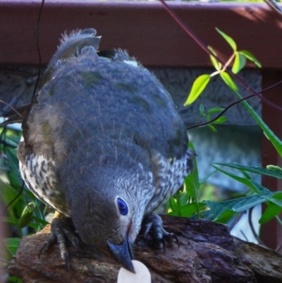 Ptilonorhynchus violaceus (Satin Bowerbird) at Greenleigh, NSW - 4 Feb 2019 by LyndalT