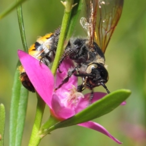 Radumeris tasmaniensis at Acton, ACT - 15 Feb 2019