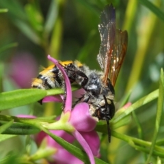 Radumeris tasmaniensis at Acton, ACT - 15 Feb 2019