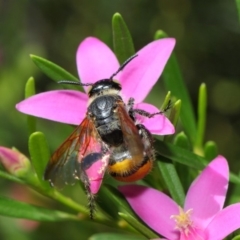 Radumeris tasmaniensis at Acton, ACT - 15 Feb 2019