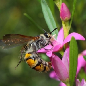 Radumeris tasmaniensis at Acton, ACT - 15 Feb 2019