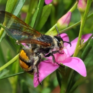 Radumeris tasmaniensis at Acton, ACT - 15 Feb 2019