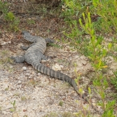 Varanus rosenbergi (Heath or Rosenberg's Monitor) at Lower Cotter Catchment - 18 Feb 2019 by BrianSummers