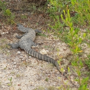 Varanus rosenbergi at Cotter River, ACT - 18 Feb 2019