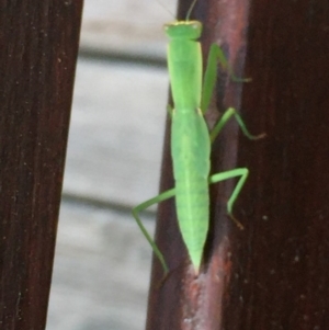 Orthodera ministralis at Mirador, NSW - 16 Feb 2019 12:38 PM