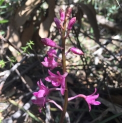 Dipodium roseum (Rosy Hyacinth Orchid) at Tennent, ACT - 17 Feb 2019 by BronClarke