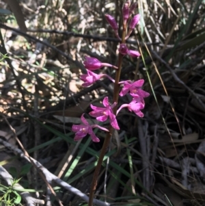 Dipodium roseum at Tennent, ACT - 17 Feb 2019