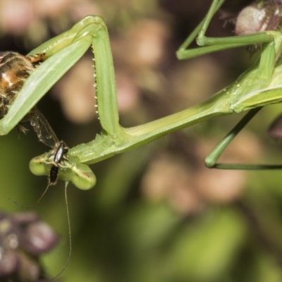 Pseudomantis albofimbriata (False garden mantis) at Higgins, ACT - 16 Feb 2019 by AlisonMilton