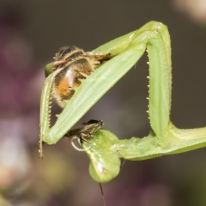 Pseudomantis albofimbriata at Higgins, ACT - 16 Feb 2019