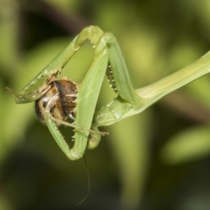 Pseudomantis albofimbriata at Higgins, ACT - 16 Feb 2019