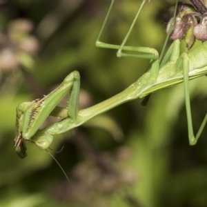 Pseudomantis albofimbriata at Higgins, ACT - 16 Feb 2019