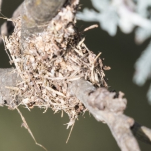 Papyrius nitidus at Latham, ACT - suppressed