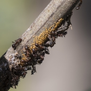 Papyrius nitidus at Latham, ACT - suppressed