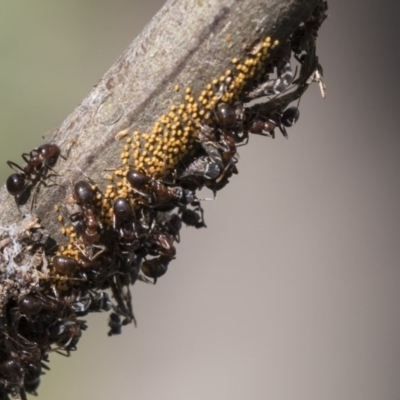 Psyllidae sp. (family) (Unidentified psyllid or lerp insect) at Latham, ACT - 15 Feb 2019 by AlisonMilton