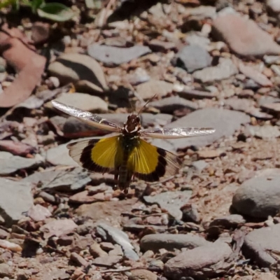 Gastrimargus musicus (Yellow-winged Locust or Grasshopper) at Namadgi National Park - 21 Jan 2019 by DPRees125