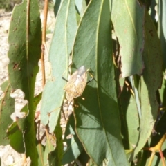 Poecilometis strigatus (Gum Tree Shield Bug) at Sth Tablelands Ecosystem Park - 1 Oct 2017 by AndyRussell